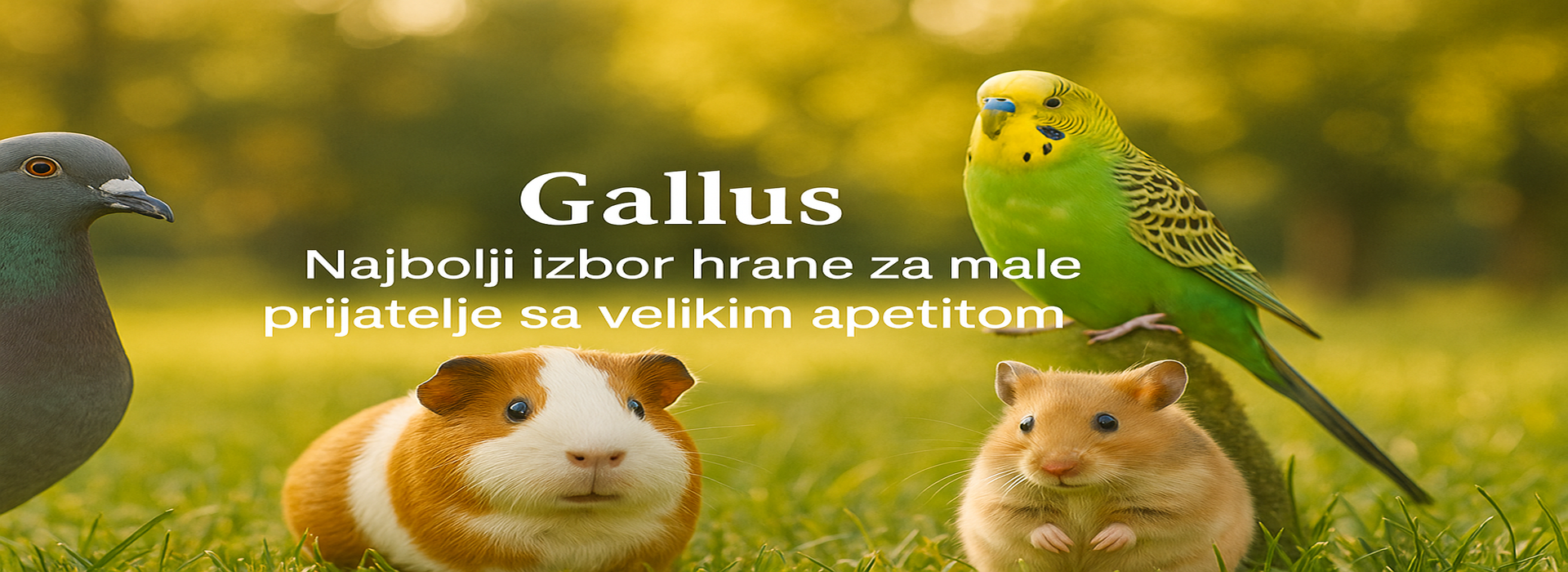 Gallus|